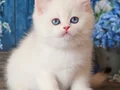 En Saf Beyaz Silver British Shorthair ns1133