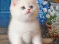 En Saf Beyaz Silver British Shorthair ns1133