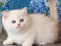 En Saf Beyaz Silver British Shorthair ns1133