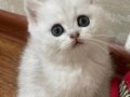 Oyuncak Bebek SİLVER BRİTİSH SHORTHAİR ns1133