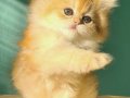 Oyuncu Golden British Longhair 
