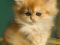 Oyuncu Golden British Longhair 