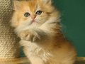 Oyuncu Golden British Longhair 