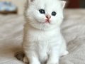 Masum Bebek Silver British Shorthair 
