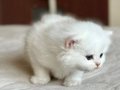 Masum Bebek Silver British Shorthair 