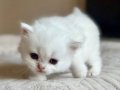 Masum Bebek Silver British Shorthair 