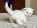 Masum Bebek Silver British Shorthair 