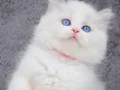 İpeksi Tüylü Silver British Longhair 