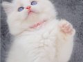 İpeksi Tüylü Silver British Longhair 