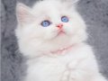 İpeksi Tüylü Silver British Longhair 