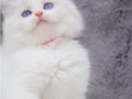 İpeksi Tüylü Silver British Longhair 