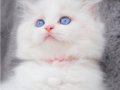 İpeksi Tüylü Silver British Longhair 