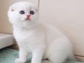 Top Kafacık Silver Scottish Fold 