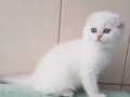 Top Kafacık Silver Scottish Fold 