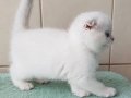 Top Kafacık Silver Scottish Fold 