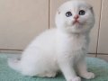 Top Kafacık Silver Scottish Fold 