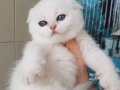 Top Kafacık Silver Scottish Fold 