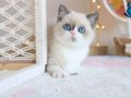 ASİL RAGDOLL 