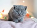 Gümüş Mucize Gri British Shorthair 