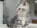ZARİF Silver British Shorthair NS24 