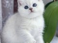 Kar gibi beyaz Silver British Shorthair 