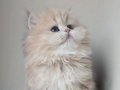 AY Golden British Longhair - Şeftali Tonlu Kusursuz Bebek