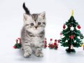 Dlkkat Çekici Hatlarıyla Silver British Shorthair NS24 