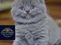 Peluş oyuncak Gri Scottish Fold Shorthair 