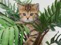 Dikkat Çekici Hatlarıyla BlackGolden British Shorthair 