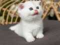 Sevgi Dolu Silver British Shorthair 