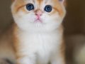 Altın Portakal Golden British Shorthair 
