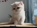 Asaletli AY Golden British Shorthair 