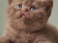 Dubai Çikolatası Tadında Chocolate British Shorthair 