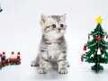 Dlkkat Çekici Hatlarıyla Silver British Shorthair NS24 