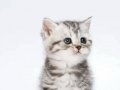 Dlkkat Çekici Hatlarıyla Silver British Shorthair NS24 