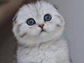 Dikkat Çeken Silver Scottish Fold
