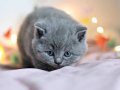 Gümüş Mucize Gri British Shorthair 