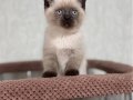 Bitter Çikolata Point British Shorthair 