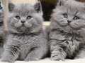 Asil Gri British Longhair 