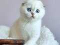Top Kafacık Silver Scottish Fold 