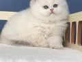 Pamuk Şeker Silver British Longhair 