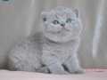 Gümüş Mucize Gri British Shorthair 