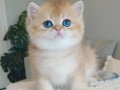 Çek Bebeksi Tenimi Çek Golden British Shorthair 