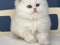 Pamuk Şeker Silver British Longhair 