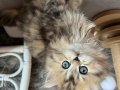 Dikkat Çekici Tüyleriyle Blackgolden British Longhair 