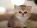 Dikkat Çekici Golden British Shorthair NY24