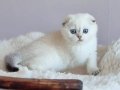Yuvarlak Hatlı Silver Scottish Fold Shorthair 