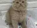Bebek Surat Lilac Scottish Fold 