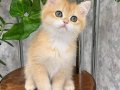 Altın Parlaklığında Golden British Shorthair 