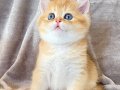 Altın Parlaklığında Golden British Shorthair 